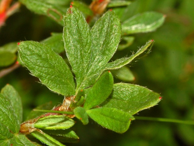 Avventiziato casuale di Dasiphora fruticosa